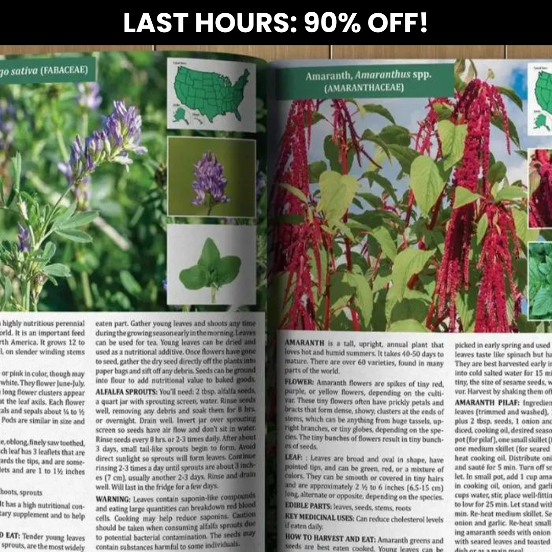 The Forager's Guide to Wild Foods (90% OFF)